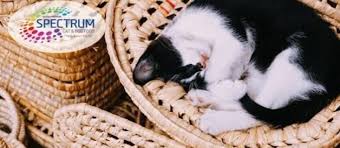 Spectrum Kedi Mamasi Yorum Inceleme Suzionline