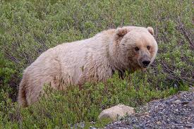 Though neither had ever seen a grizzly, means recognized the silver tips on the fur and let out a yell: Grizzlies North American Brown Bears