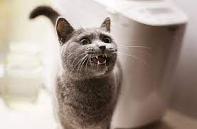 kedilerde surekli miyavlama neye isaret eder ajanimo