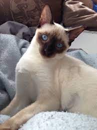 My Kitten Crazy Cats Siamese Cats Cat Paws