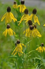 Image result for Cineraria pinnata