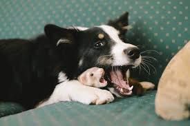 Theempathogen Cute Ferrets Cute Animals Animals