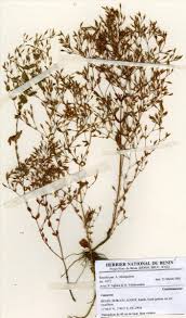 Image result for Laurembergia tetrandra