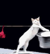 The most common cats wearing clothes material is paper. Cat Doing Laundry Gifs Get The Best Gif On Giphy