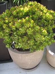 Crassula Ovata Crassula Ovata Deck Garden Plants