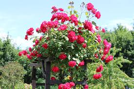 Dabei muss darauf geachtet werden, dass die begleitpflanzen die gleichen standortansprüche haben wie die rosen (nährstoffreicher boden in voller sonne) und diese mit ihrem wuchs nicht zu stark bedrängen. Kletterrosen Sorten Pflege Und Schneiden Gartenlexikon De