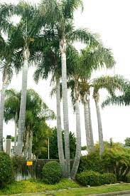 This post will help you identify and treat the most common palm tree insect pests and diseases. The Queen Palm Syagrus Romanzoffiana