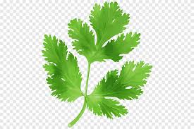 green leafed plant illustration parsley coriander vegetable rose border frame leaf vegetable food png pngegg green leafed plant illustration