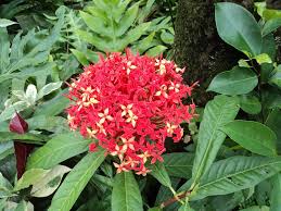 Image result for Pentas bussei