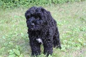 Litter Of 6 Bouvier Des Flandres Puppies For Sale In Pittsburgh Pa Adn-42428 On Puppyfindercom Gender Male Bouviers Des Flandres Puppies For Sale Puppies