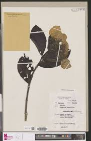 Image result for Microcharis remotiflora