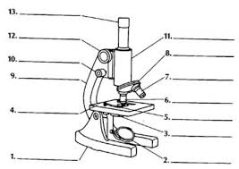 Using The Microscope