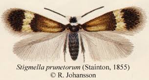 Image result for Stigmella prunetorum