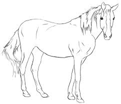 Learn how to draw a horse step by step. How To Draw A Horse Draw Central