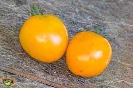 Tomate tangerine