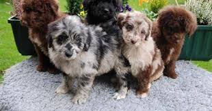 Australian Shepherd Poodle Mix Black And White Bernese Husky Mix Australian Shepherd Poodle Mix Cute Animals Puppies