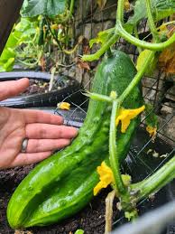 Image result for how to self pollinate cucumbers
