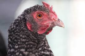 Check spelling or type a new query. Plymouth Rock Chicken Breed Profile Backyard Poultry