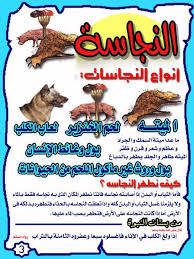 هل بول الارنب نجس يبطل الصلاه بيزنس مؤسسة أرزاق Facebook