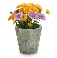 889 119 plant succulent potted. Mums Flowers In A Flower Pot Stock Photo Picture And Royalty Free Image Image 15649921