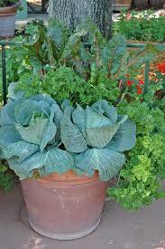 Maximize Your Harvest Despite Limited Time Space And Energy Vegetable Garden Design Container Gardening Vegetables Garden Containers