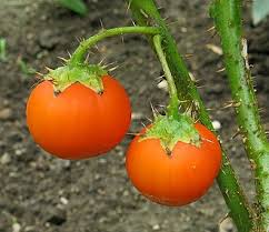 Image result for Solanum capsicoides