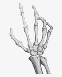 Legs Clipart Skeleton Leg Drawing Cartoon Skeleton Hand Hd Png Download Kindpng A cartoonist is a person who creates cartoons, sometimes these people are also known as an animator. drawing cartoon skeleton hand hd png
