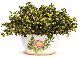 Image result for sanvitalia combine in pots