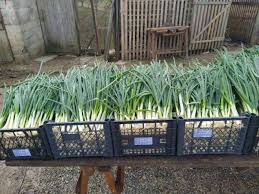 Novi Grad: Počeo otkup mladog luka