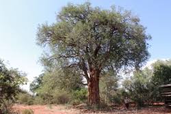 Image result for Spirostachys africana