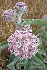 Kotolo Milkweed Gary Valle S Photography On The Run Milkweed California Native Garden Asclepias