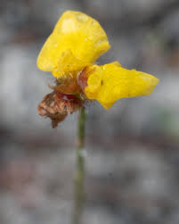 Image result for Utricularia simulans