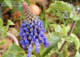 Image result for Pycnostachys parvifolia