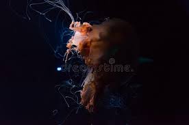 Explore a wide range of the best mushroom cap on besides good quality brands, you'll also find plenty of discounts when you shop for mushroom cap. The Lion S Mane Jellyfish Or The Giant Jellyfish Or The Hair Jelly Fish Stock Photo Image Of Jelly Species 131705620