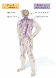 Nerve cells may be described as receivers and transmitters of information that allow an organism to respond appropriately. 1 The The Principal Regions Of Human S Central Nervous System Adapted Download Scientific Diagram