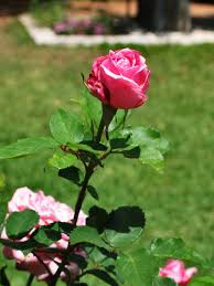 Check spelling or type a new query. Belinda S Dream Rose Photo Treebz65 Photos At Pbase Com
