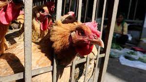 Bird flu (also known as avian influenza or hpai h5) is a viral disease that affects wild birds, captive wild birds and domestic poultry (including backyard chickens). Kcgh0e0cg5beam
