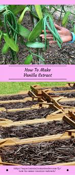 How To Make Vanilla Extract Hydroponic Gardening Hydroponics Hydroponic Gardening System