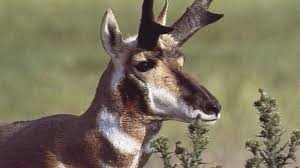 Image result for Oreophyton