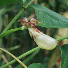 Image result for Vigna oblongifolia