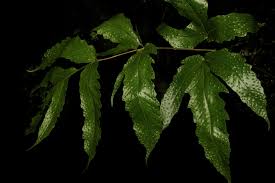 Image result for Tectaria fernandensis