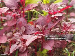 Image result for Amaranthus viridis