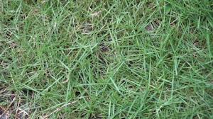 Bermuda grass ( cynodon dactylon pers.) is a major tropical grass found in all tropical and subtropical areas. Rumput Stock Video Footage 4k And Hd Video Clips Shutterstock