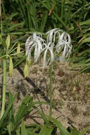 Image result for Crinum lugardiae