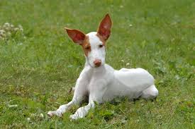 They can sometimes be stubborn and do possess a high prey drive and like to chase wildlife. Breeder Information Ibizan Hound Club Of The United States