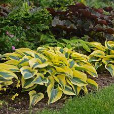No matter what bamboo, they all like water. Photo Essay 19 Perennials For Clay Soil Perennial Resource