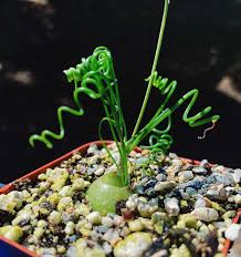 Image result for Albuca