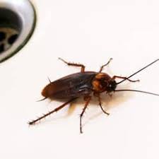 common cockroaches found in pennsylvania