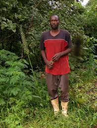 Image result for Habenaria sochensis