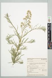 Image result for Erigeron bonariensis